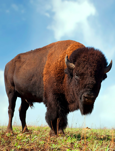 Android application Buffalo and Bison sounds screenshort