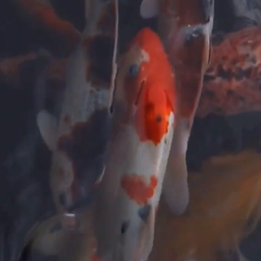 koi fish video wallpaper logo