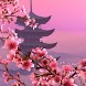 日本の桜の壁紙