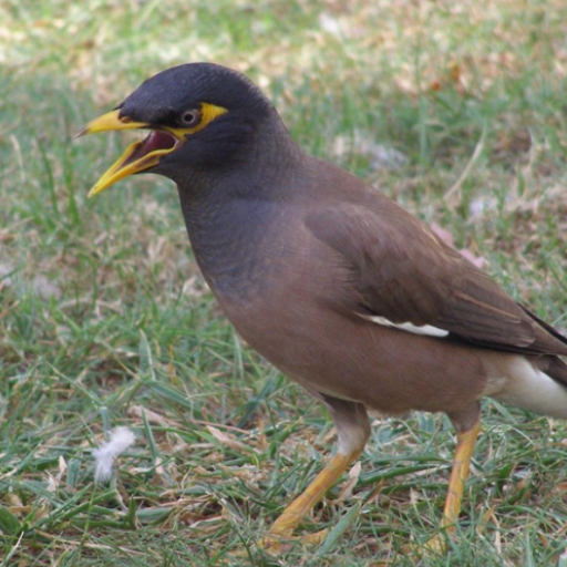 Mynas bird Sounds logo