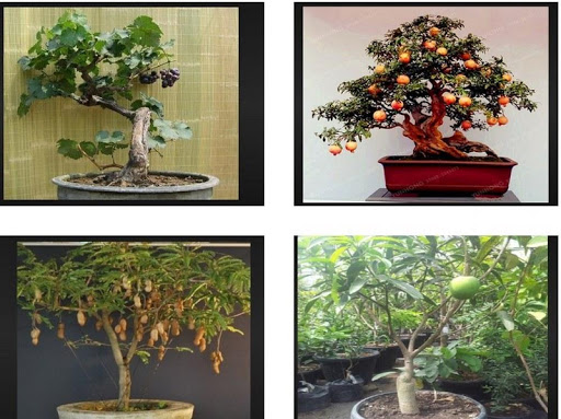 Fruit plants at Bonsai Screen 3