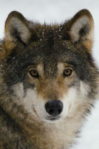 Android application Wolves wallpapers screenshort