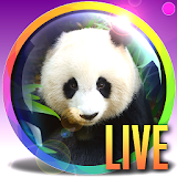 PANDA Webcam - Live Zoo Pandas icon