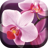Blooming Orchid Live Wallpaper icon