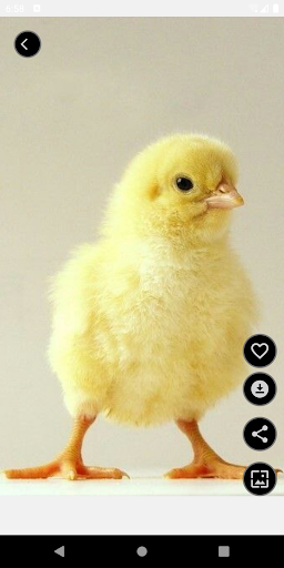 Cute Animal Wallpapers Screen 3