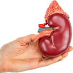 Cover Image of ดาวน์โหลด Kidney Cleanse - Eat Smarter, Live Longer 1.2 APK