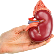 Kidney Cleanse - Eat Smarter, Live Longer