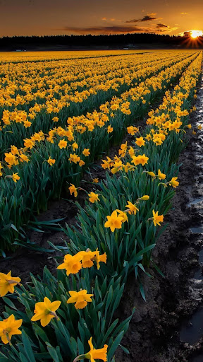 Daffodil Wallpapers Screen 2