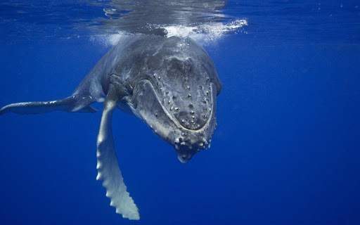 クジラ壁紙 魚の壁紙 By Super Hd Wallpapers Google Play 日本 Searchman アプリマーケットデータ