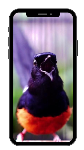 Murai Batu Wallpaper