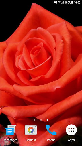 Blooming Rose 4K Video Wallpap Screen 3
