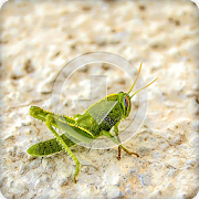 Top 29 Music & Audio Apps Like Insect Sounds Ringtone - Best Alternatives