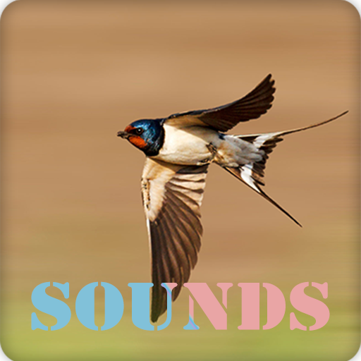 Swallow Bird Sound Ringtones Download on Windows