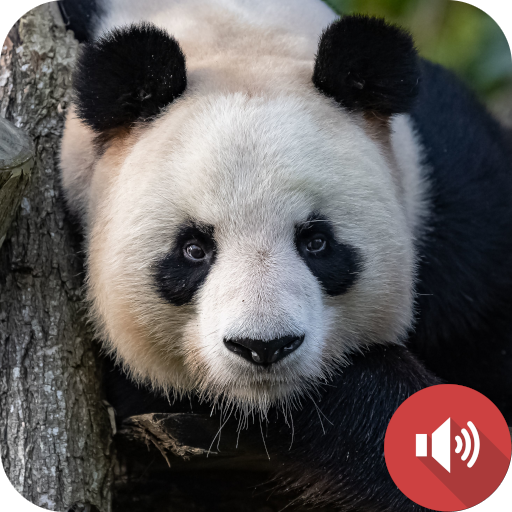 Panda Sounds logo