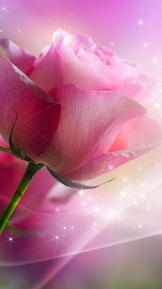 Pink Roses Live Wallpaper Androidアプリ Applion