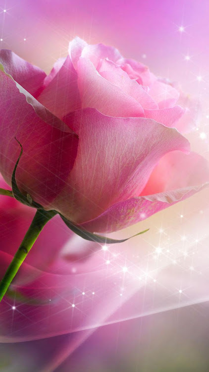 Pink Roses Live Wallpaper - 8.0 - (Android)