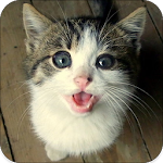 Cover Image of ダウンロード Cat Sounds 1.6 APK