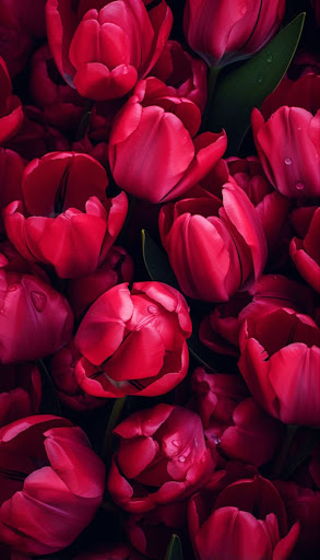 Tulips Flowers Wallpapers HD