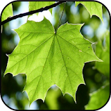 Free Nature Images icon