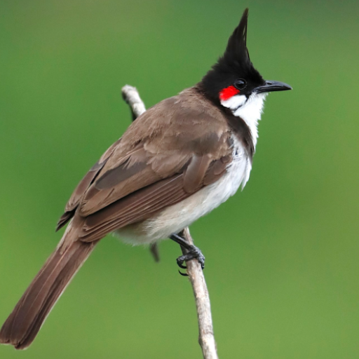 Bulbul Bird Ringtones