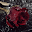 Rain On Red Rose Live Wallpape Download on Windows