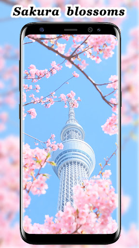 Android application Sakura blossom wallpaper screenshort