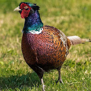 Pheasant Sounds - Ringtone & Notification