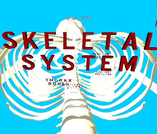 The Human Skeleton VR Screen 2
