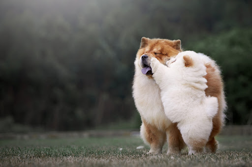 Android application Chow Chow Dog Wallpaper HD screenshort