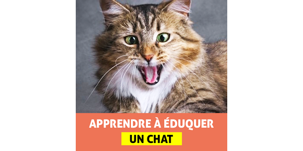 Eduquer Un Chat Apps On Google Play