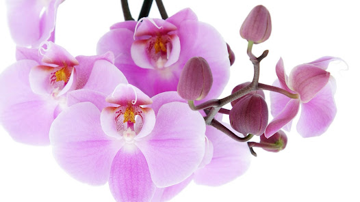Imágen 14 Fondos de pantalla orquídeas android