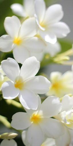 Flowers Wallpapers HD 2024