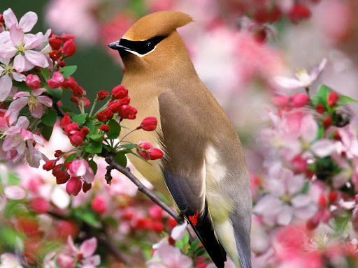 Bohemian Waxwing Wallpapers Screen 3