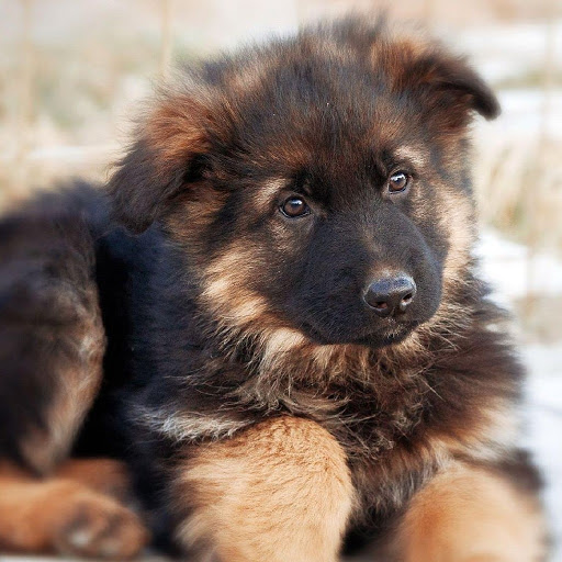 Android application German Shepard Puzzles Games screenshort