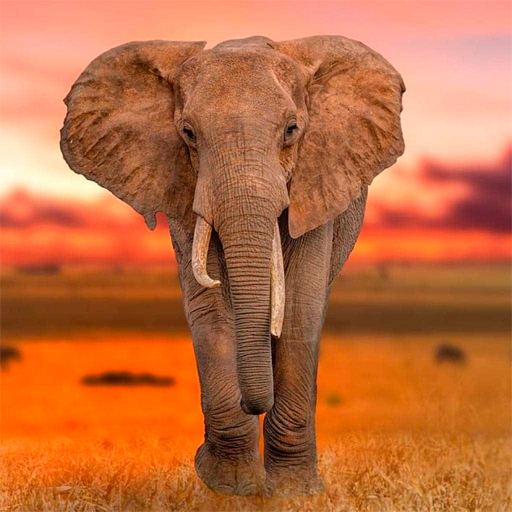 Background Elephant-foton och fler bilder på Elefant - Elefant