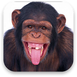 3D Monkey Live Wallpaper icon