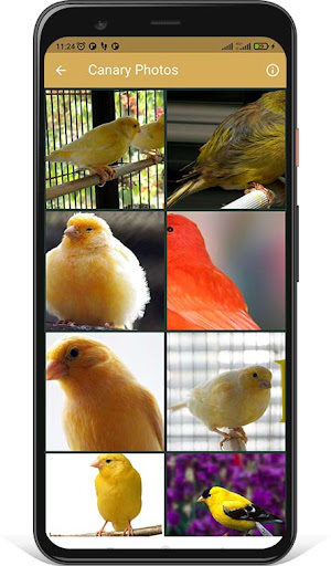 Canary Sounds and Singing