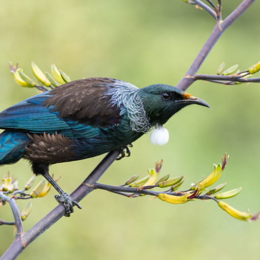 NZ Bird Sounds logo