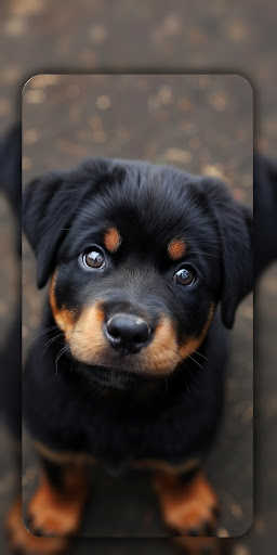 Dog Wallpaper & Cute Puppy 4K screenshot 5