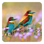 Cover Image of डाउनलोड Birds Live Wallpaper 7.6 APK