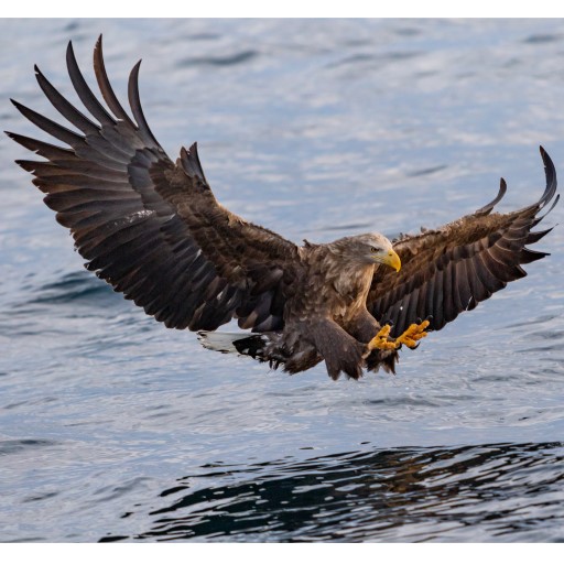 Calming Eagle: Calm Down, Brea - AppWisp.com