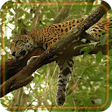 Leopards Sounds Live Wallpaper icon