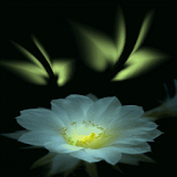 White Blooming Flower LWP icon