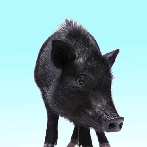 Pig Farts logo