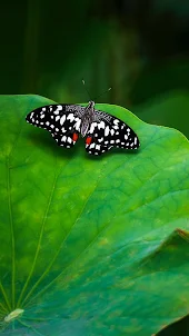 Hình nền bướm