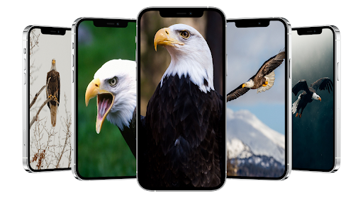 Eagle Wallpapers Hd Screen 2