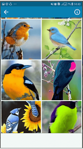 Birds Wallpaper FullHD