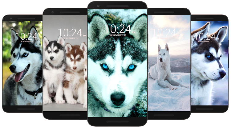 Husky Dog Wallpaper HD - 62 - (Android)