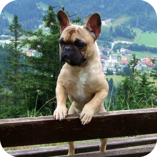 Bulldog Wallpaper Best 4K