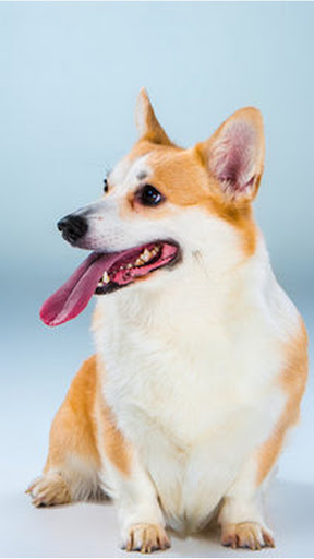 Corgi Wallpaper Screen 2